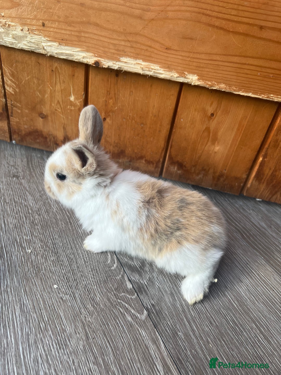 Mini Lop rabbits for sale: Mini lop  - Image 2