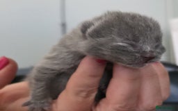British Shorthair cats for sale: Excellent Quality BSH kittens for Reservation - Image 8