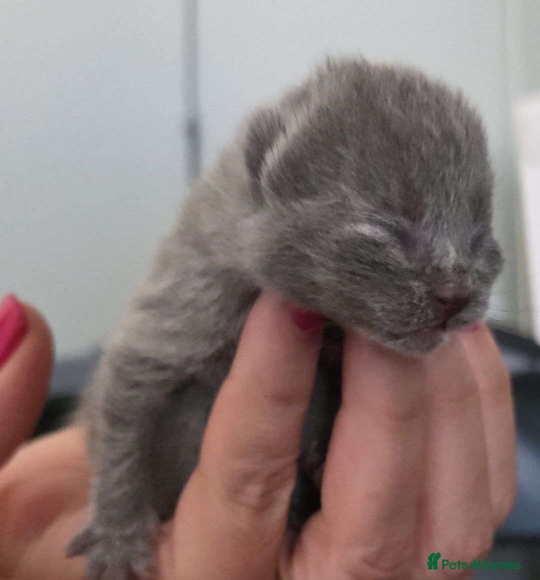 British Shorthair cats for sale: Excellent Quality BSH kittens for Reservation - Image 8