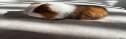 Guinea Pig rodents for sale: Male and Female Guinea Pigs for sale - Advert 2