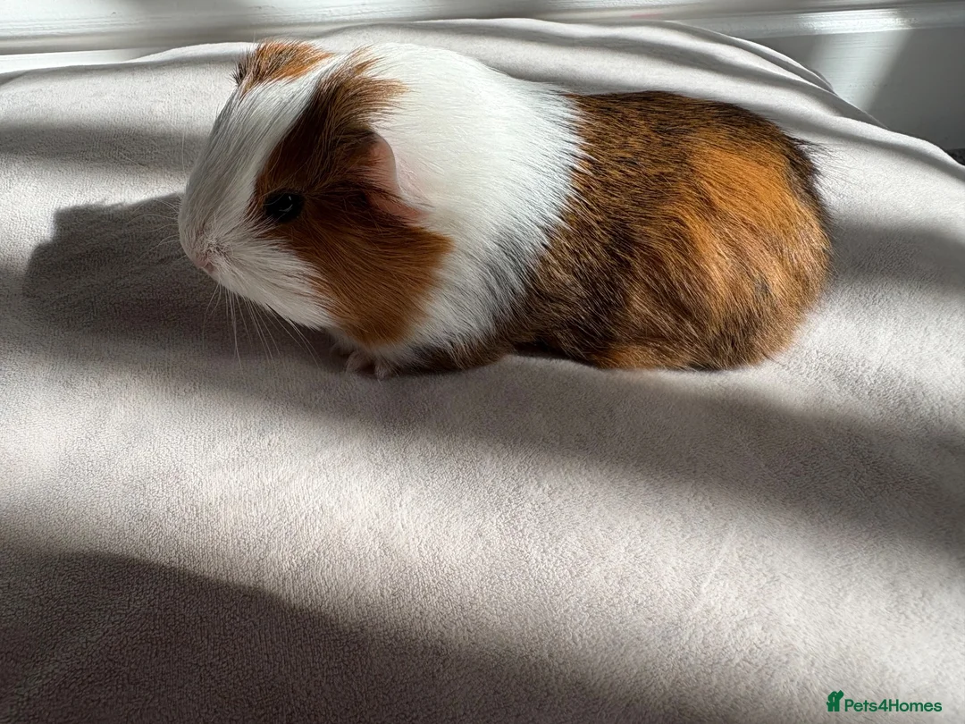 Guinea Pig rodents for sale: Male and Female Guinea Pigs for sale - Advert 2