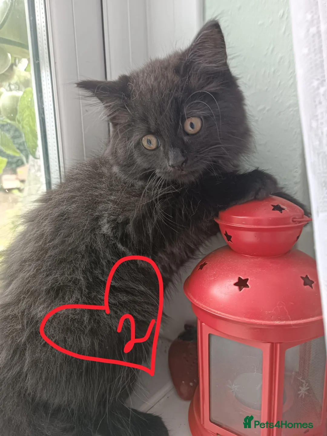 British Longhair cats for sale: Fluffy & Shorthair British x Siberian Kittens - Advert 38
