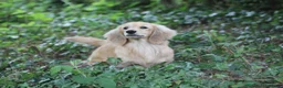 Miniature Dachshund dogs for stud:  Cream i/i long haired Miniature Dachshund  in Newton Abbot - Advert 10
