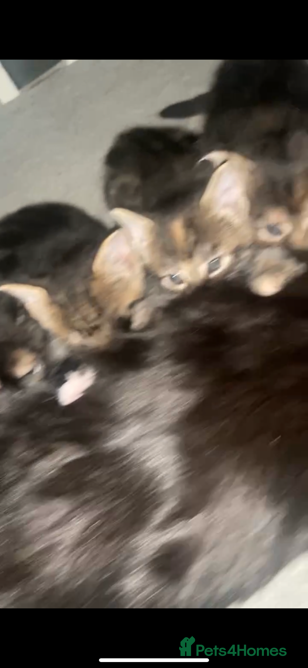 British Longhair cats for sale: Longhair for sale - Image 6
