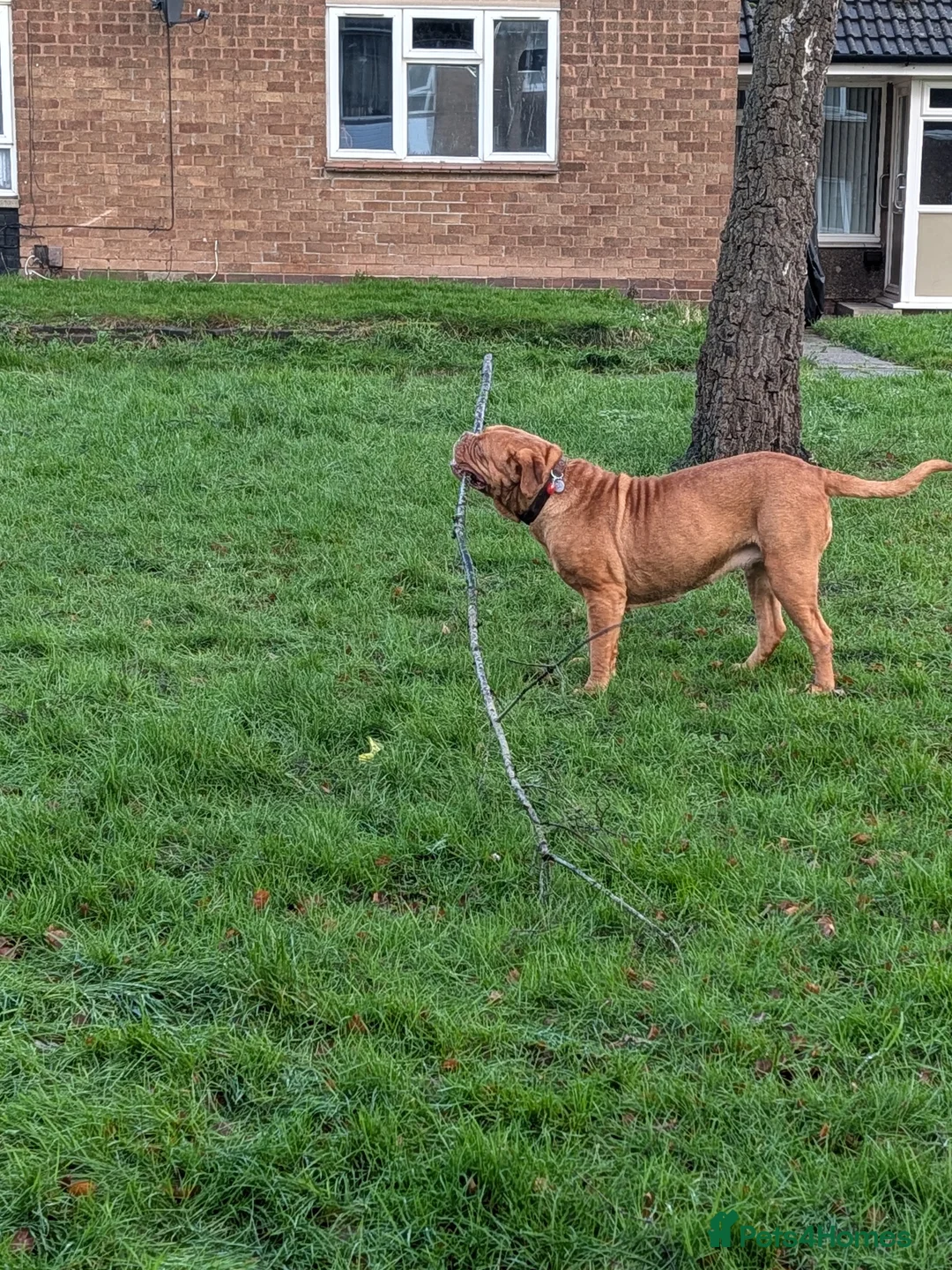 Dogue De Bordeaux dogs for sale: DOGUE DE BORDEAUX apox 3 year old in Nottingham - Advert 2