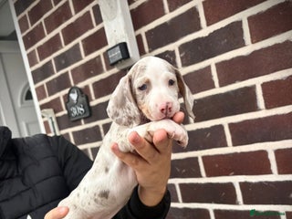 Dachshund dogs READY TO LEAVE DASCHUND PUPPIES - Advert 2