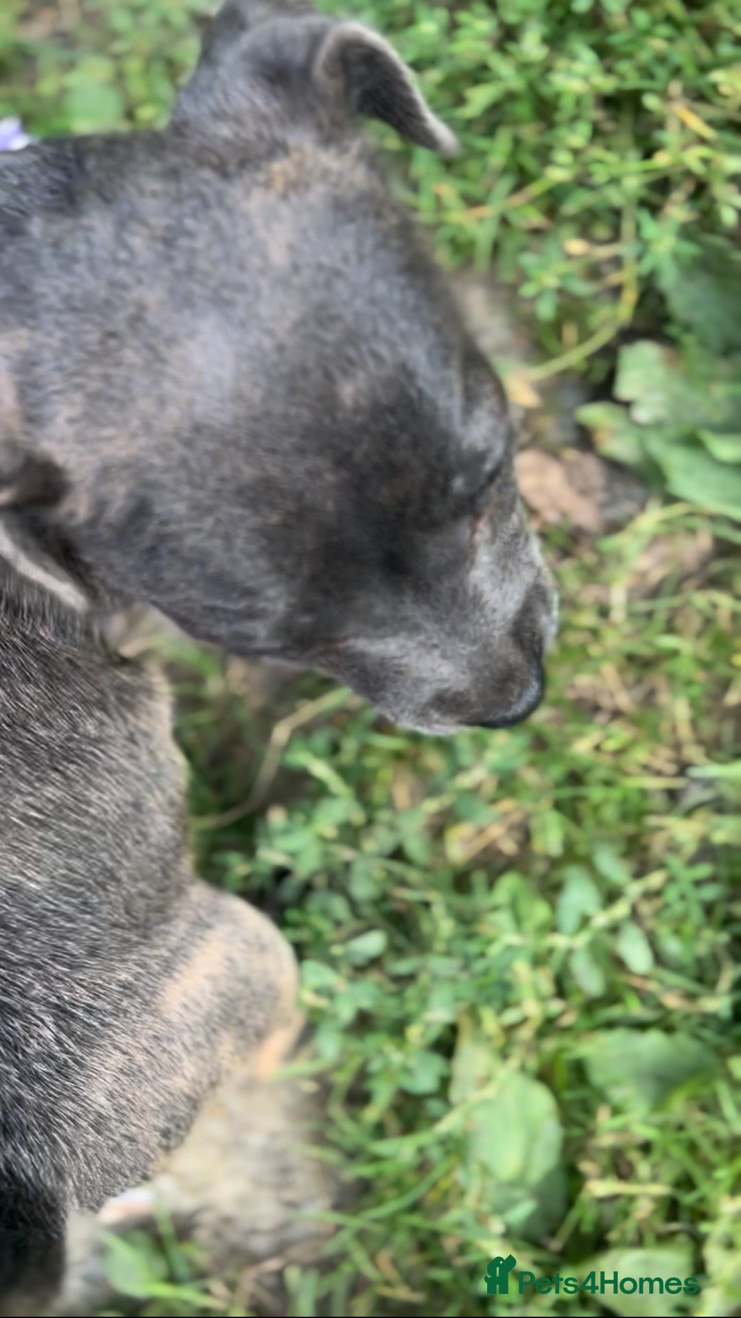 Jack Russell dogs for sale: Blue & Black Brindle Jack Russells - Image 36