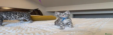 💙 Silver Male - AVAILABLE 