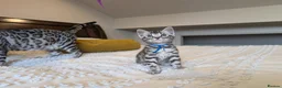 Bengal cats for sale: 🖤🩶🤍 Stunning Bengal Kittens 🤍🩶🖤 - Advert 4