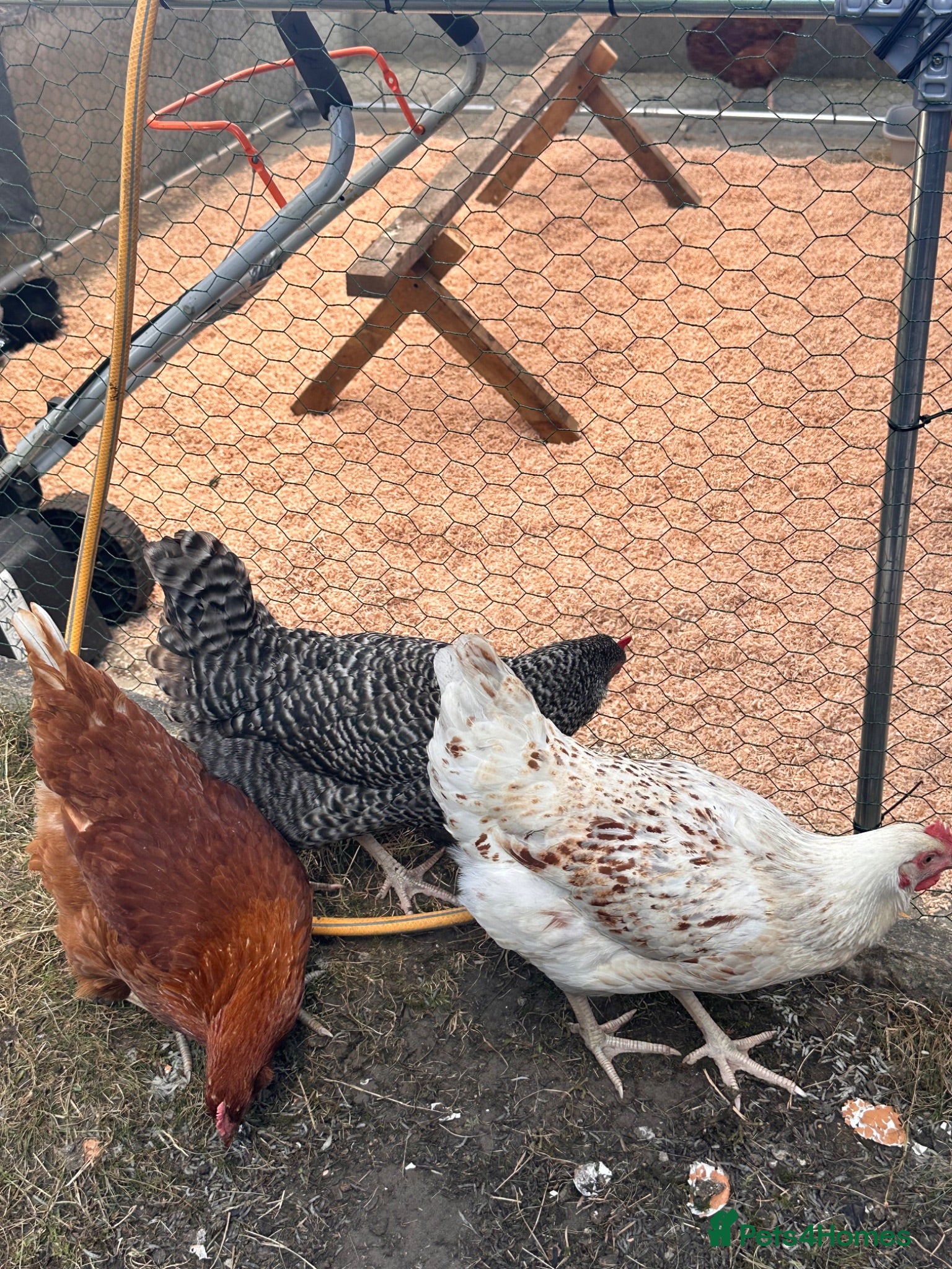 Hens poultry Hybrid laying eggs hens and organic home eggs  - Advert 6