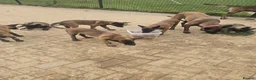 Belgian Shepherd Dog dogs for sale: Belgian malınois puppys - Advert 1