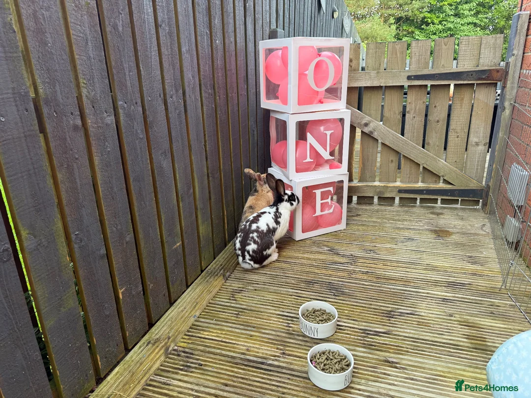 Dwarf Lop rabbits for sale: 2 sisters Rabbits for sale  in Glasgow - Advert 2