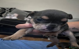Mixed Breed dogs for sale: Beautiful female puppy ready today  - Image 14
