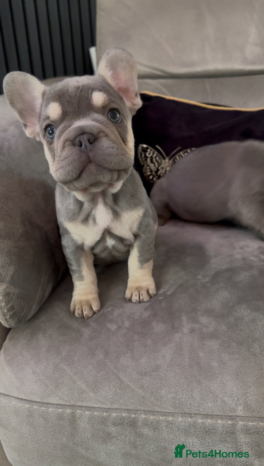 French Bulldog dogs for sale: Frenchie girl puppy’s 1 visual fluffy, 1 big rope  - Image 11