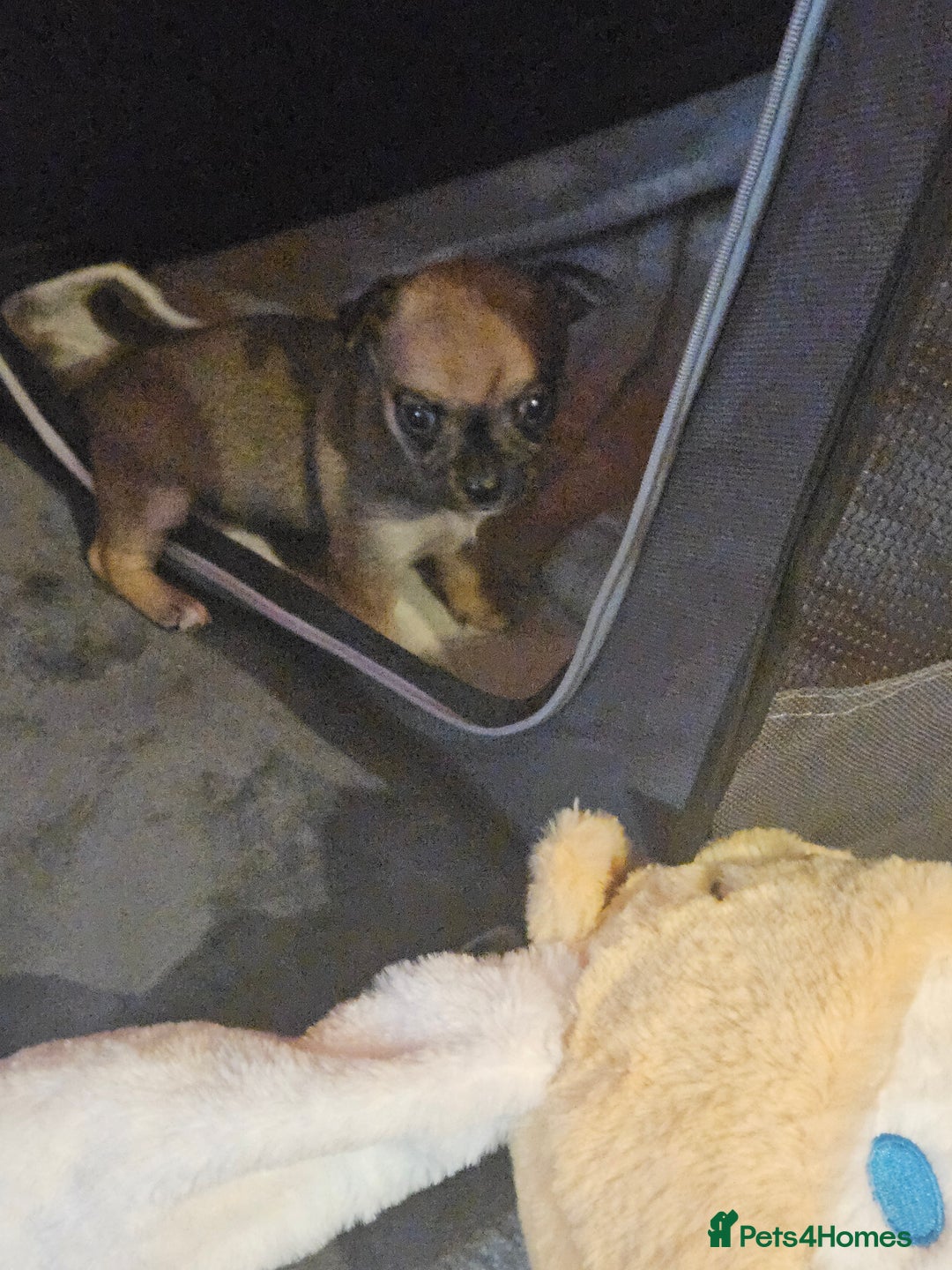 Chihuahua dogs for sale: 2x 13 old week beautiful Chihuahua Pups for sale  - Advert 28
