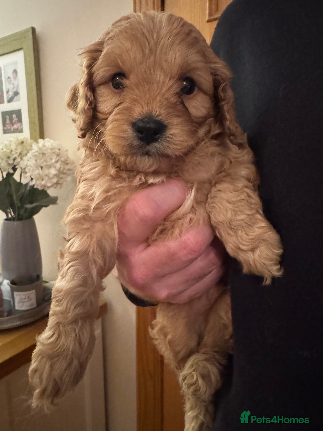 Cavapoo dogs for sale: Gorgeous F1 Cavapoo pups (1 male 1 female left)   - Image 14