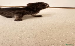 Savannah cats for sale: Stunning F3 Savannahs - Image 21