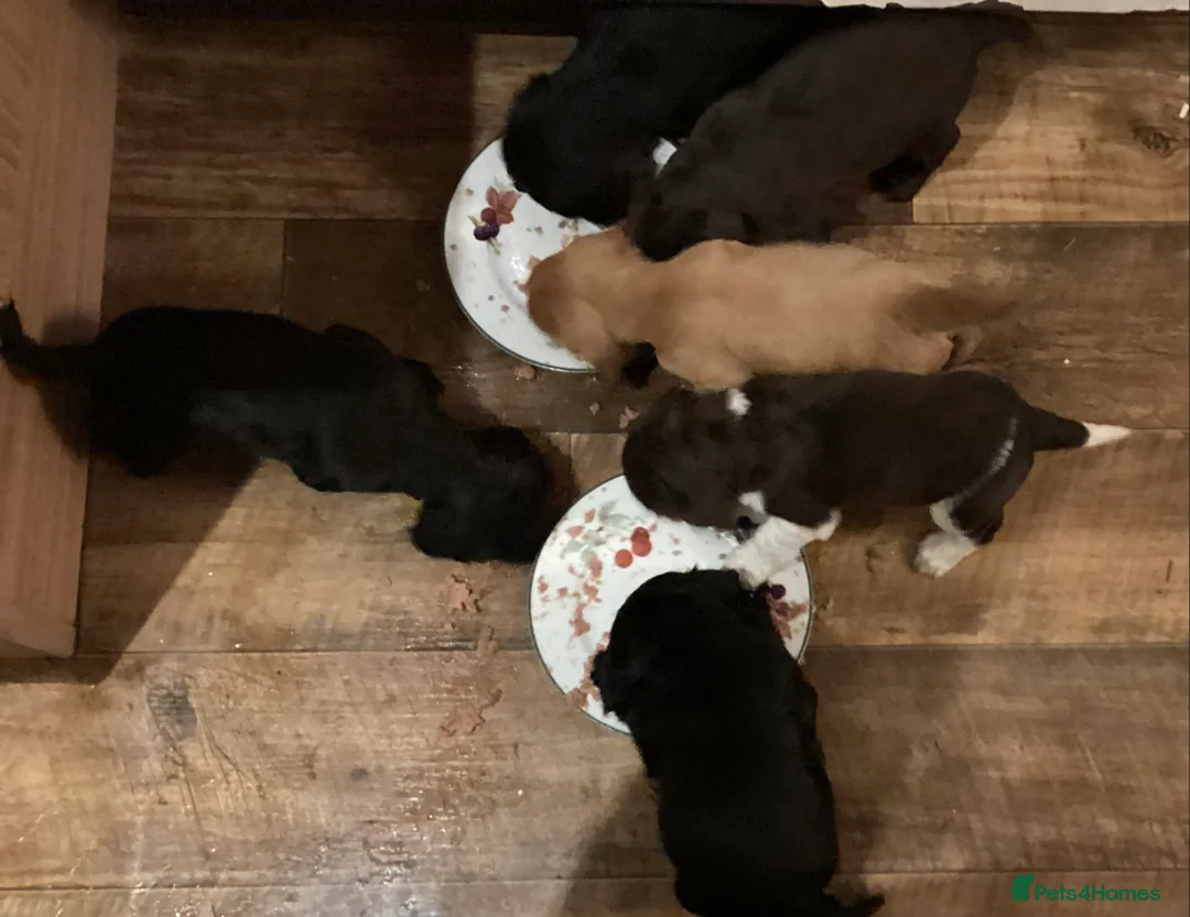 Cocker Spaniel dogs for sale: Cocker spaniel puppies for sale in Market Drayton - Advert 2
