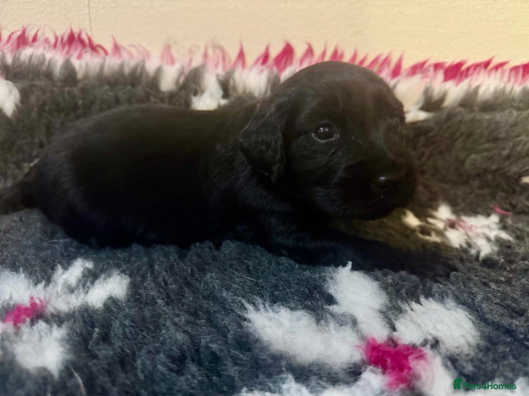 Goldador dogs for sale: 10x Family reared gorgeous Goldador Puppies - Image 2