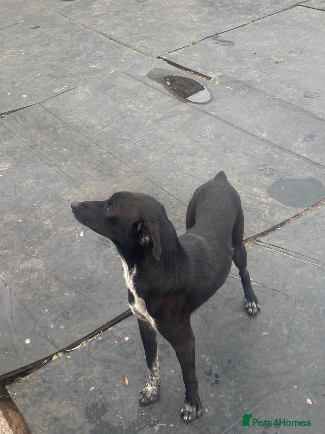 Mixed Breed dogs for adoption: Meet KATIA, a Gentle Little Girl for a Loving Home - Image 2