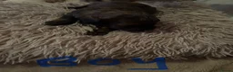 Lhasapoo dogs for sale: Beautiful Lhasapoo puppies  - Advert 7