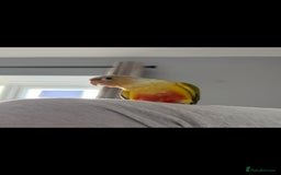 Conures birds for sale: Lovely pineapple conure - full cage set up - Image 1