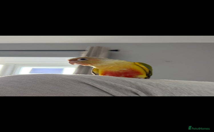 Conures birds - Advert 1