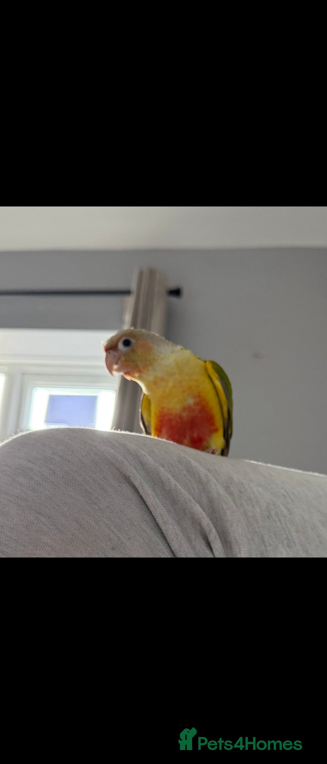 Conures birds for sale: Lovely pineapple conure - full cage set up - Image 1