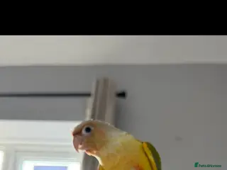 Conures birds Lovely pineapple conure - full cage set up - Advert 9