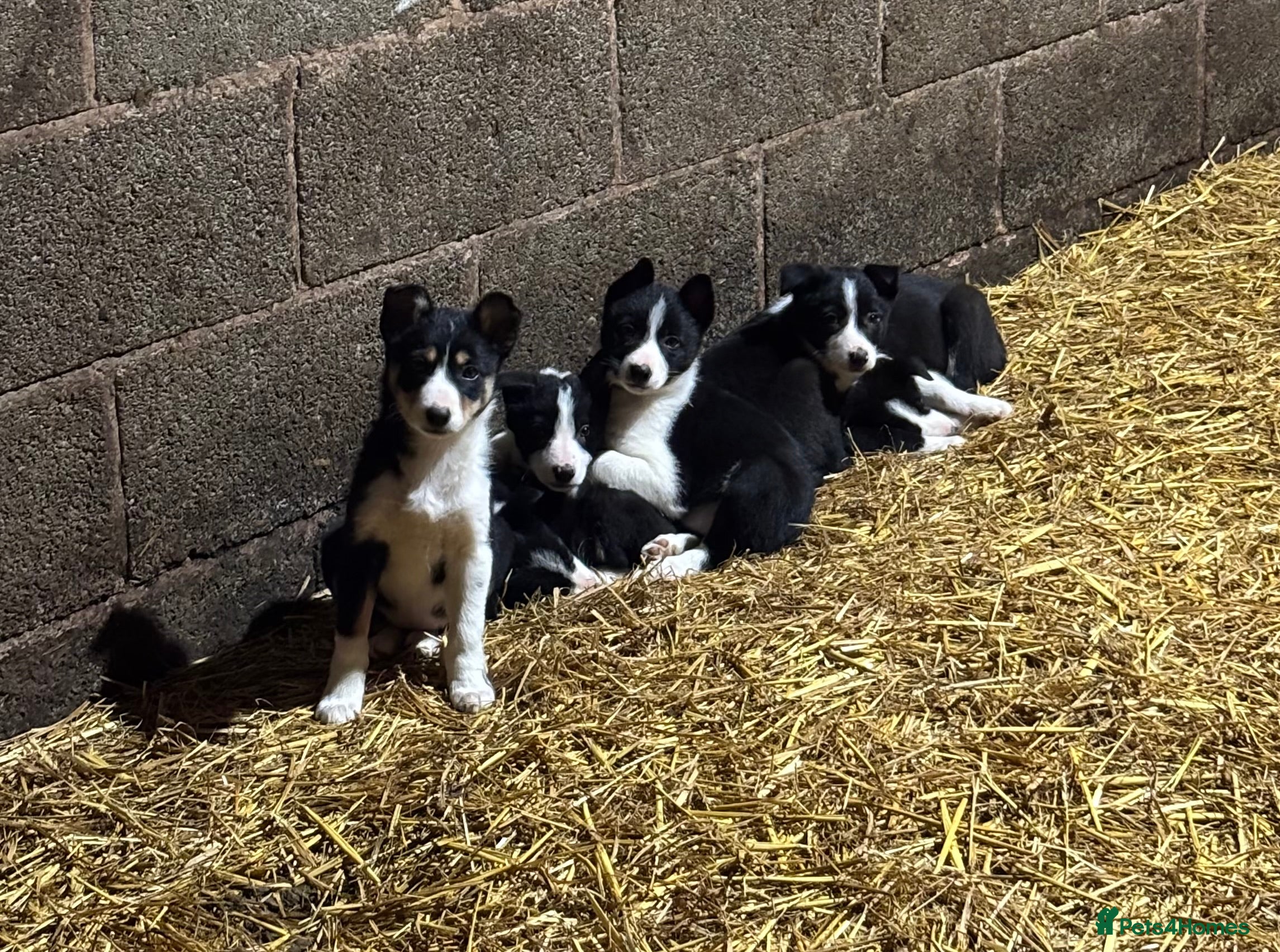 Border Collie dogs Border Collie puppies for sale - Advert 10
