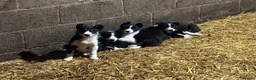 Border Collie dogs for sale: Border Collie puppies for sale - Advert 1