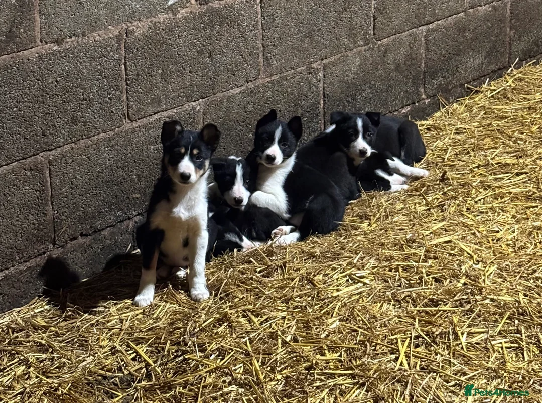 Border Collie dogs for sale: Border Collie puppies for sale - Advert 1