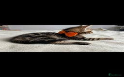 Bengal cats for sale: Pedigree bengal kittens available from 18/11/2025 - Advert 8