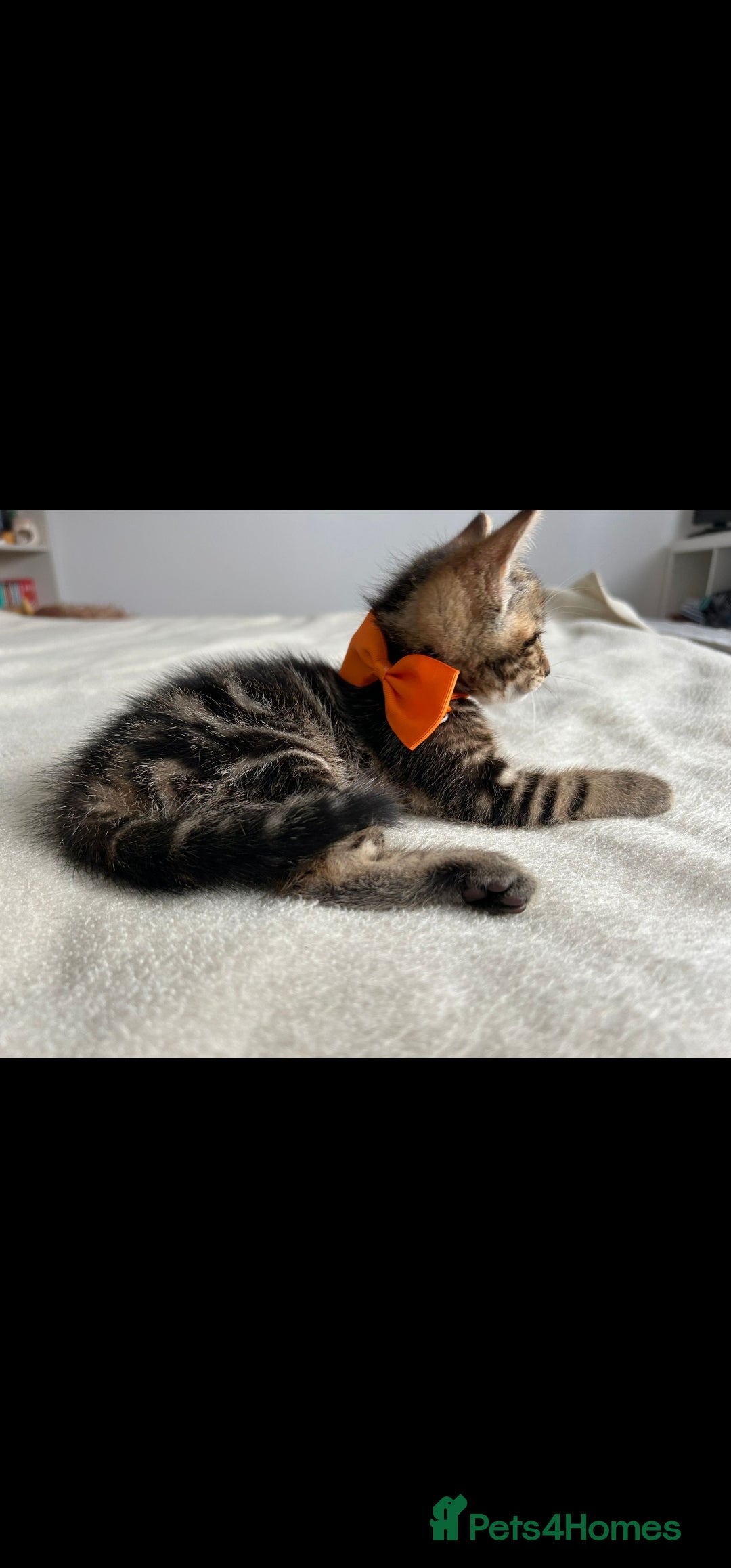 Bengal cats for sale: Pedigree bengal kittens available from 18/11/2025 - Advert 8