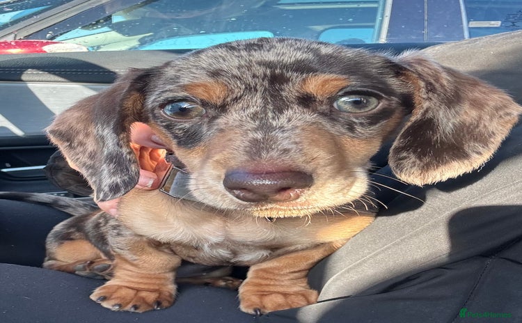 Miniature Dachshund dogs - Advert 16