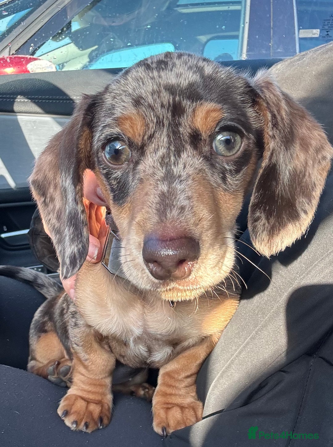 Miniature Dachshund dogs for sale: 10 month miniature dachshund  - Image 1