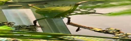 Stick Insects invertebrates for sale: Giant Hooded katydid, Jungles nymphs + stick insec in Torquay - Advert 7