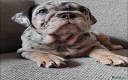 English Bulldog dogs for sale: Beautiful English Bulldog Puppies - Image 6