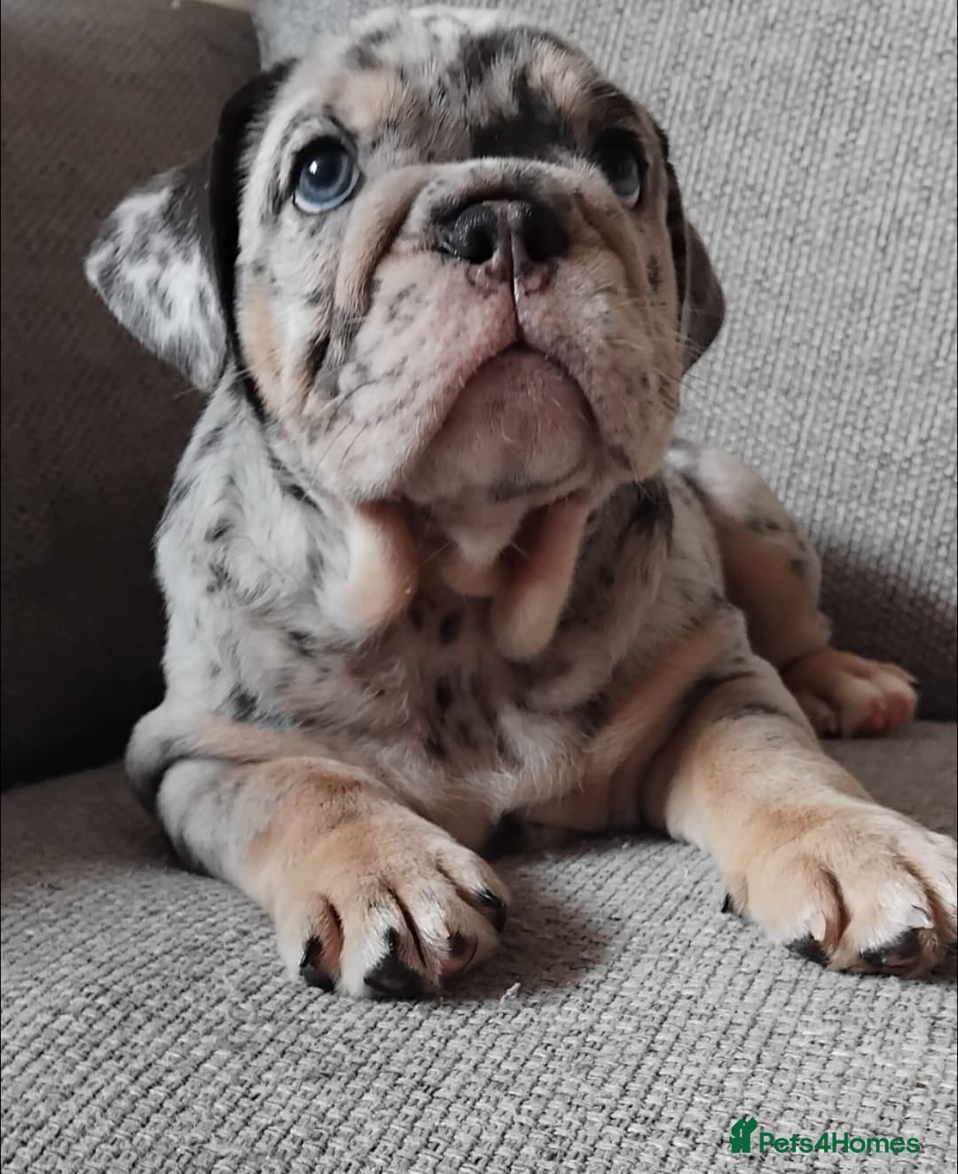 English Bulldog dogs for sale: Beautiful English Bulldog Puppies - Image 6