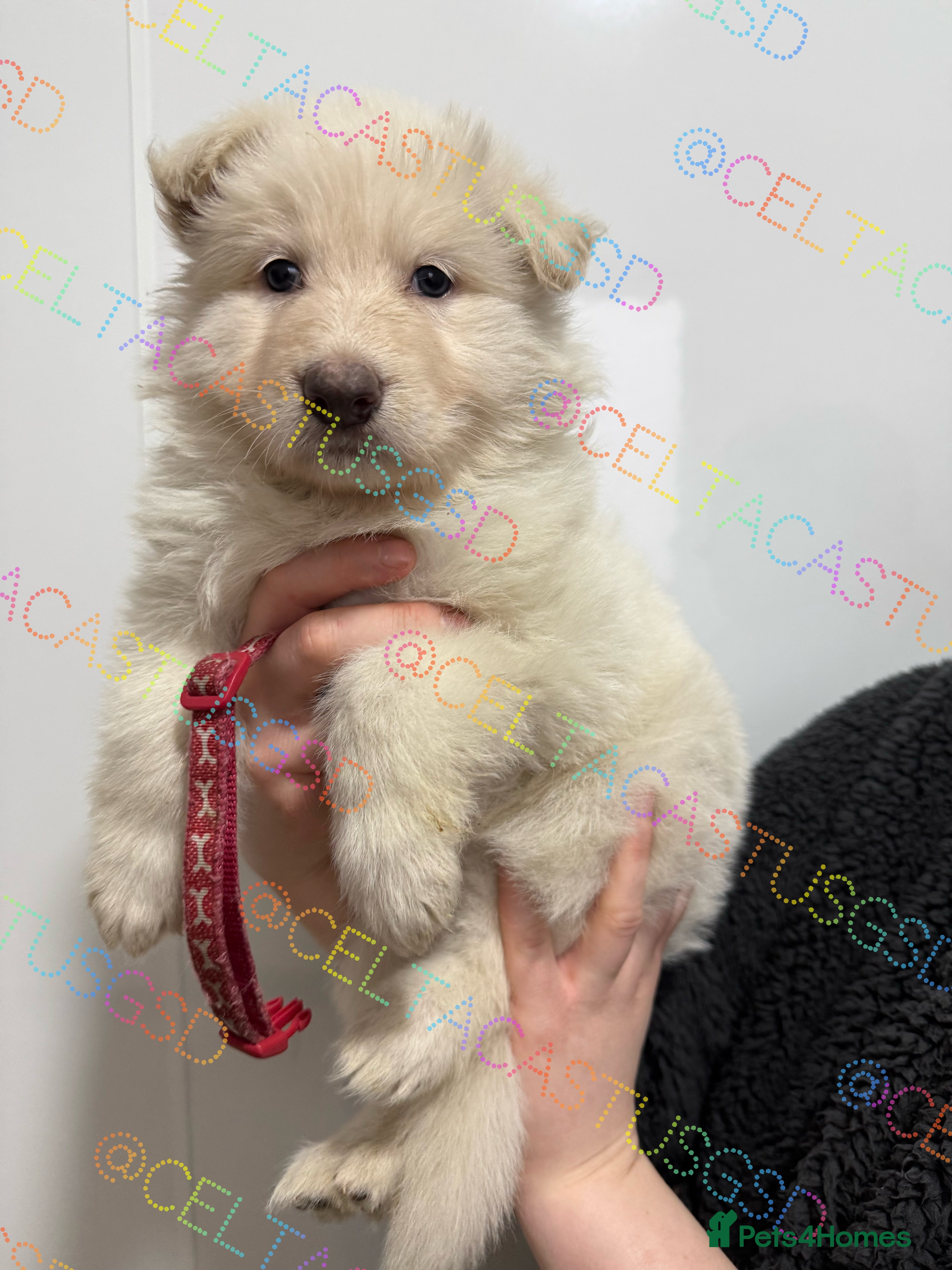 German Shepherd dogs Kcreg white blue and Isabella German shepherd pups - Advert 1