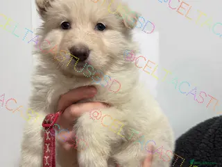 German Shepherd dogs Kcreg white blue and Isabella German shepherd pups - Advert 1