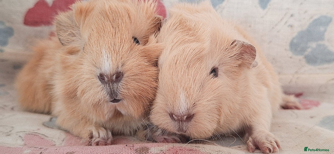 Guinea Pig rodents for sale: BABY GUINEA PIGS AVAILABLE HEREFORDSHIRE  - Image 26