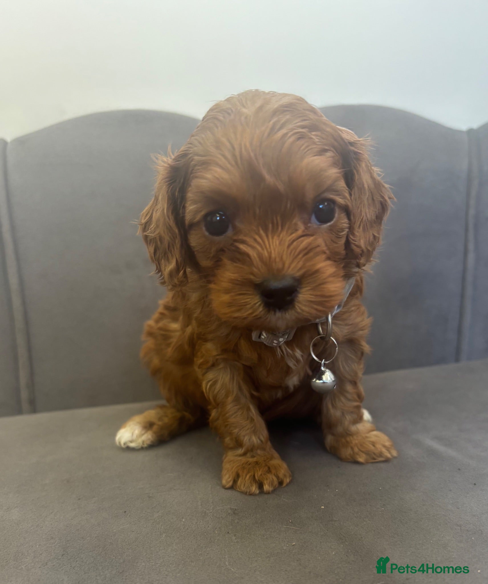 Cavapoo dogs Stunning F1 Cavapoo Pups ready 17 July  - Advert 6