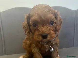 Cavapoo dogs Stunning F1 Cavapoo Pups ready 17 July - Advert 1
