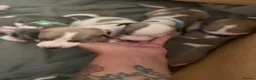 Whippet dogs for sale: litter of 8 pups 5x boys 3x bitches  - Advert 14