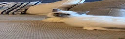 Ragdoll cats for sale: 🐾GCCF registered ragdoll kittens Lilac and blue🐾 - Advert 10