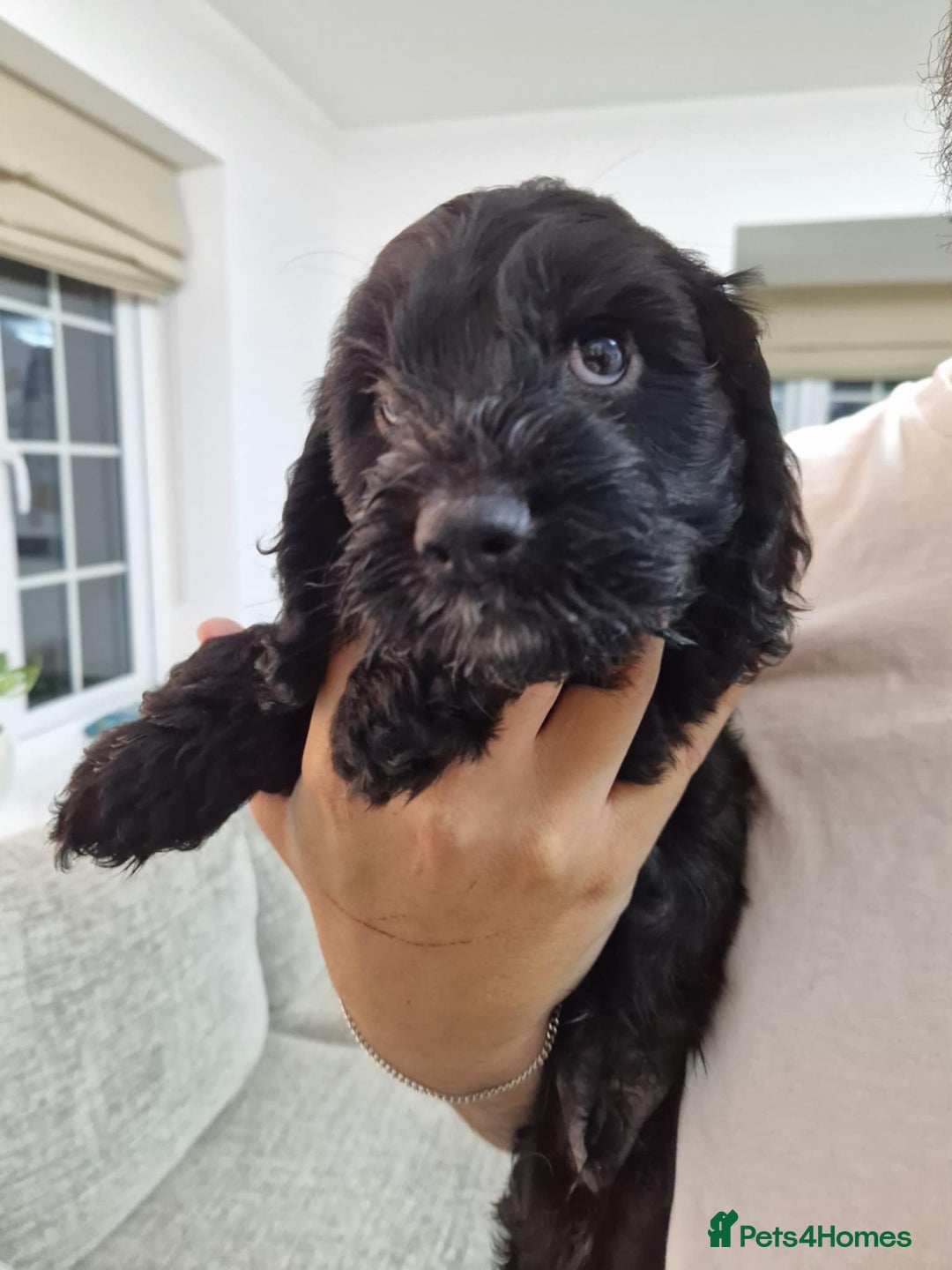 Mixed Breed dogs for sale: Beautiful Cavapoo X puppies - Image 4