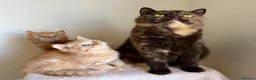 British Longhair cats for sale: Chocolate BLH boys TICA registration  - Advert 2