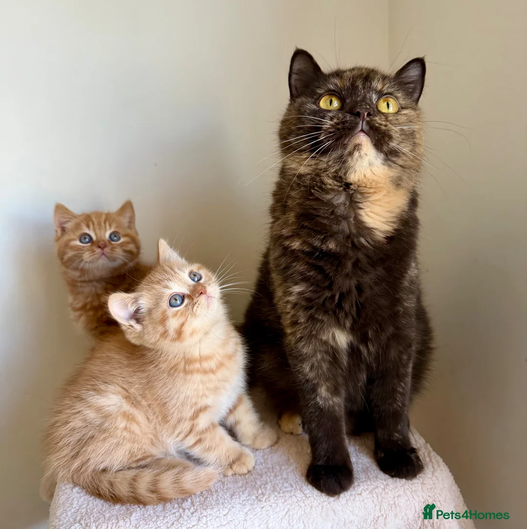 British Longhair cats for sale: Chocolate BLH boys TICA registration  - Advert 2