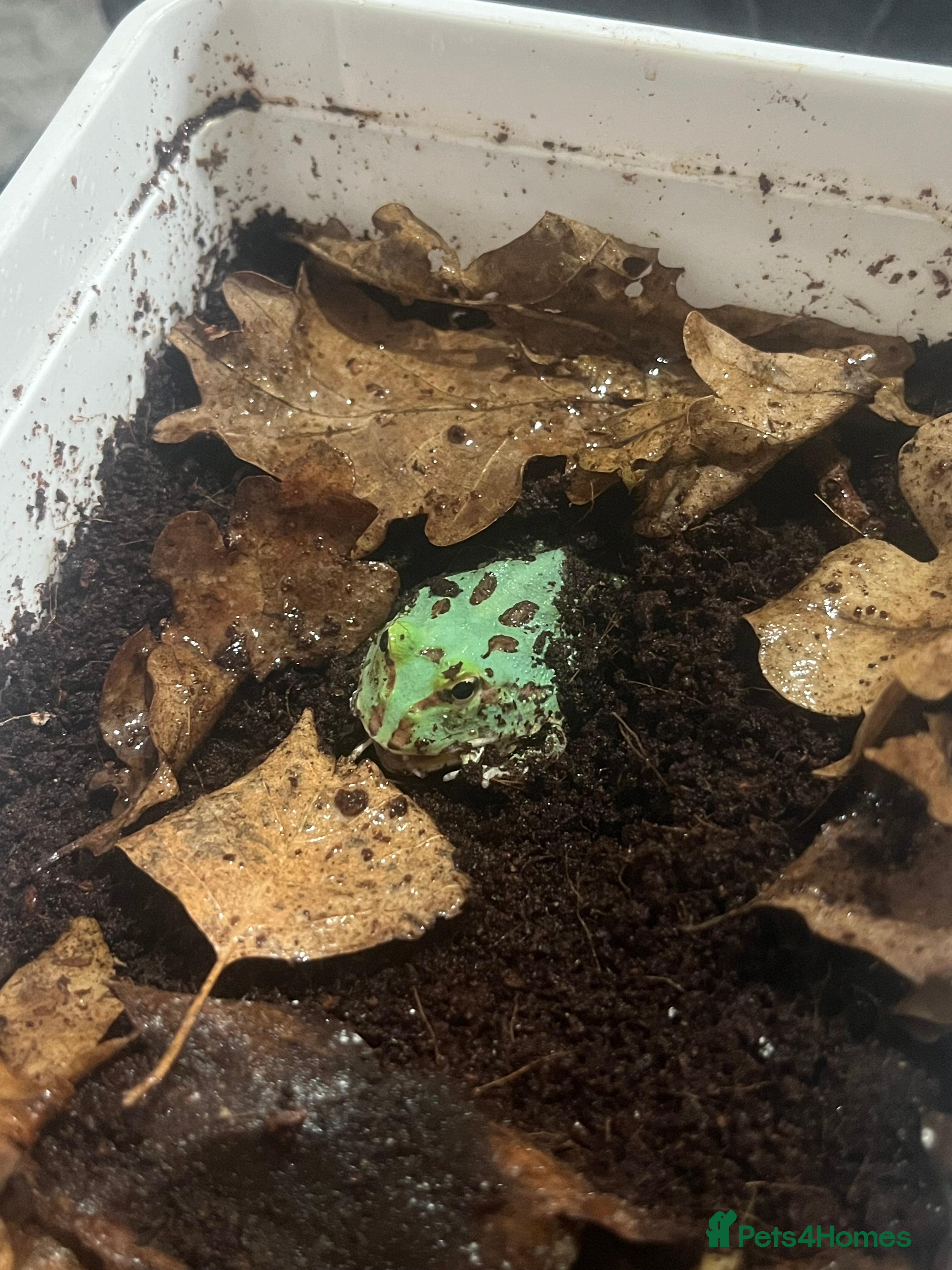 Frog reptiles Baby Pac-Man Froglets  - Advert 9